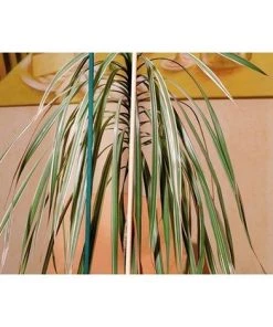 FP Tuteur 10er Set 50 Cm Natur CircumPRO