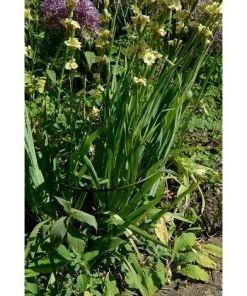 HARROD HORTICULTURAL Support à Plantes Demi-cercle En Acier 40 X 75 Cm Vert - Vert Olive Foncé 9 HARROD HORTICULTURAL Support à Plantes Demi-cercle En Acier 40 X 75 Cm Vert - Vert Olive Foncé -Accessoire de culture Soldes Boutique 11740087 4