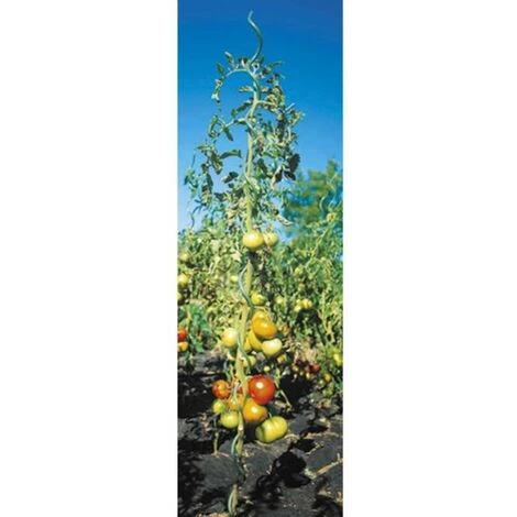 Lot 5 Tuteurs Spirales En Acier Vert 1,8m Werkapro 4 Lot 5 Tuteurs Spirales En Acier Vert 1,8m Werkapro – Image 2