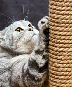 PrimeMatik - Ficelle Sisal 1 Brin 300 M X 2 Mm Naturel -Accessoire de culture Soldes Boutique 19334015 3