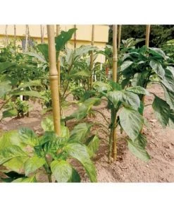 TENAX Tuteur Synthétique Bambou Taille 0.9 M 8 TENAX Tuteur Synthétique Bambou Taille 0.9 M -Accessoire de culture Soldes Boutique 230375 3