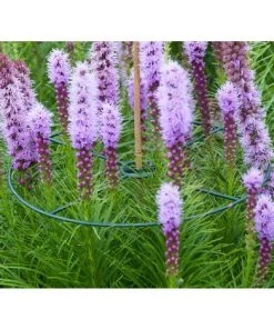 NATURE Anneau De Soutien Vert À Planter Pour Plantes À Massifs Ø40cm 3x -Accessoire de culture Soldes Boutique 26844904 3