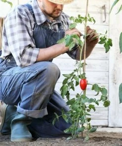 SUINGA Pack 500 X Tuteurs En Bambou 90 Cm, Diamètre 6-8 Mm. Utilisation Agricole Pour Fixer Des Arbres, Des Plantes Et Des Légumes 8 SUINGA Pack 500 X Tuteurs En Bambou 90 Cm, Diamètre 6-8 Mm. Utilisation Agricole Pour Fixer Des Arbres, Des Plantes Et Des Légumes -Accessoire de culture Soldes Boutique 27211897 3