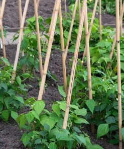 SUINGA Pack 500 X Tuteurs En Bambou 90 Cm, Diamètre 6-8 Mm. Utilisation Agricole Pour Fixer Des Arbres, Des Plantes Et Des Légumes 9 SUINGA Pack 500 X Tuteurs En Bambou 90 Cm, Diamètre 6-8 Mm. Utilisation Agricole Pour Fixer Des Arbres, Des Plantes Et Des Légumes -Accessoire de culture Soldes Boutique 27211897 4