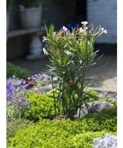 Tuteur Plante Nature Vert 90 Cm -Accessoire de culture Soldes Boutique 27544214 3
