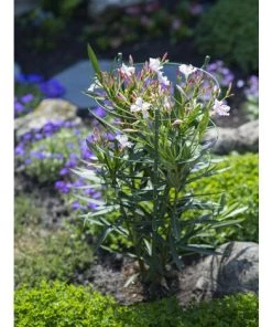 Tuteur Plante Nature Vert 90 Cm -Accessoire de culture Soldes Boutique 27544214 4