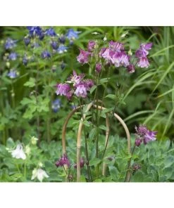 Tuteur Bambou Naturel Arceau H120cmxØ12-14mm 3 X -Accessoire de culture Soldes Boutique 27544288 3