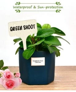 Kueatily 50Pcs étiquettes De Plantes Durables, T-Type étiquettes Plantes En Bois étiquettes De Jardin Imperméable, Garden Etiquettes Signes Pour Fleur Légumes Graine Jardin Pépinière (6 X 10 Cm) -Accessoire de culture Soldes Boutique 33302246 3