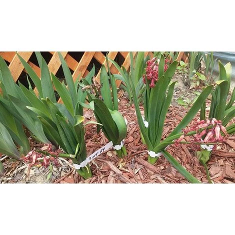 BETTERLIFE 200 Étiquettes En Plastique Blanches Pour Plantes Et Arbres Pour Accrocher 2 X 20 Cm Avec Grande Surface D'écriture Blanc 7 BETTERLIFE 200 Étiquettes En Plastique Blanches Pour Plantes Et Arbres Pour Accrocher 2 X 20 Cm Avec Grande Surface D'écriture Blanc – Image 5