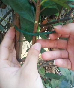 BETTERLIFE 100 Pcs Accroche-Tuteurs Pour Tomates Arbres Tuteurs De Plantes Attache Et Soutien Réglable Pour Plantes Serre-câble Lien En Plastique Pour Jardinage Bricolage 23CM 10 BETTERLIFE 100 Pcs Accroche-Tuteurs Pour Tomates Arbres Tuteurs De Plantes Attache Et Soutien Réglable Pour Plantes Serre-câble Lien En Plastique Pour Jardinage Bricolage 23CM -Accessoire de culture Soldes Boutique 33436183 4