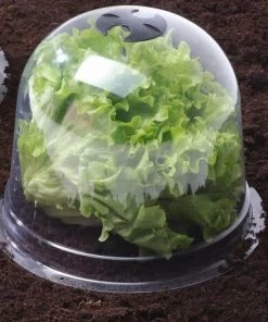TERRE JARDIN Cloches à Salades Plastique - Lot De 6 -Accessoire de culture Soldes Boutique 3366560 4