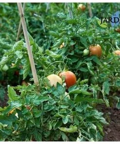 SUINGA Pack 50 X Tuteurs En Bambou 150 Cm, Diamètre 10-12 Mm. Utilisation Agricole Pour Fixer Des Arbres, Des Plantes Et Des Légumes -Accessoire de culture Soldes Boutique 35228743 5