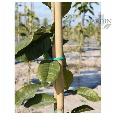 SUINGA Pack 25 X Tuteurs En Bambou 180 Cm, Diamètre 12-14 Mm. Utilisation Agricole Pour Fixer Des Arbres, Des Plantes Et Des Légumes 4 SUINGA Pack 25 X Tuteurs En Bambou 180 Cm, Diamètre 12-14 Mm. Utilisation Agricole Pour Fixer Des Arbres, Des Plantes Et Des Légumes – Image 2