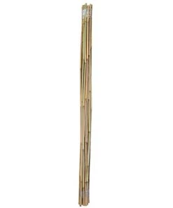 Plantawa Pack 25 Unités Tuteur Bambou Naturel 90cm Pour Supporter Plantes -Accessoire de culture Soldes Boutique 35417731 5