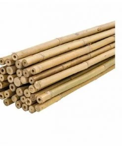 Plantawa Pack 50 Unités Tuteurs Bambou Naturel 60cm Pour Supporter Plantes