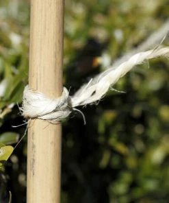 Centrale Brico Pelote De Sisal 35m LA CORDELINE 6 Centrale Brico Pelote De Sisal 35m LA CORDELINE -Accessoire de culture Soldes Boutique 36530143 2