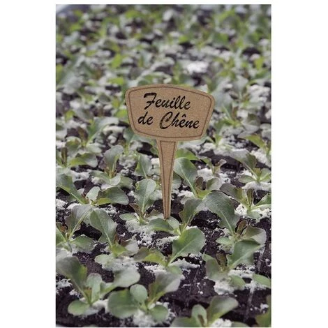 NORTENE étiqte Planter Miscanthus /10 3 NORTENE étiqte Planter Miscanthus /10