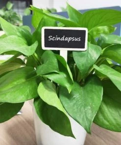 TANABATA 40pcs Étiquettes De Plantes En Ardoise Mini Tableau Noir Marqueur De Jardin Plante Signe Tags En Bois Étiquettes Potager Pour Fleur Légumes Graine Jardin Pépinière -Accessoire de culture Soldes Boutique 41474962 4