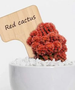 TANABATA 30 Pcs Bambou Plante Étiquettes De Plantes En Bambou D'étiquette En Bois Marqueurs De Type T Pour Jardin Plantes En Pot Accessoires À Effet De Serre - 10 X 6 Cm -Accessoire de culture Soldes Boutique 41475041 3