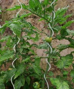 [pro.tec] Kit De 20 Supports Pour Plantes En Spirale Longueur 180cm