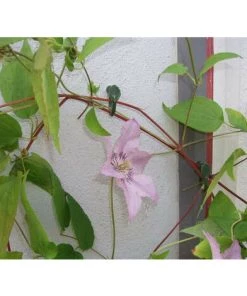 NATURE Crochets De Serrage Pour Tuteurage En Plastique Vert Lot De 12 - Vert -Accessoire de culture Soldes Boutique 50944034 3