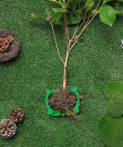 VERSAILLESFR Boîte D'Enracinement De Plante Balle De Propagation Boîte à Racines De Plantes De Jardin Assistée Par Dispositif De Greffage Contrôleur De Racine De Coupe Et De Racine Botanique, Vert (12 Pièces), Versailles -Accessoire de culture Soldes Boutique 51282412 4