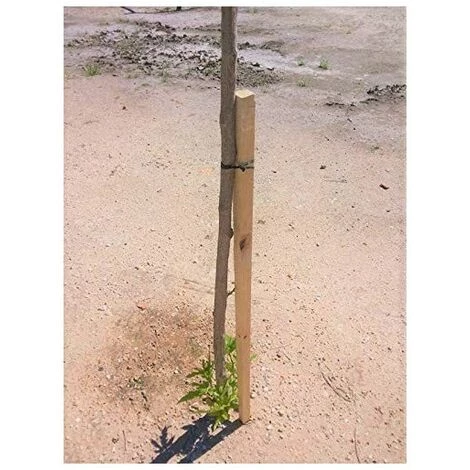 SUINGA Pack 10 X Tuteurs Pour Arbres Ø6 Cm X 150cm, Poteaux Bois Ronds Avec Pointes, Palissades, Piquets De Fixation, Piquets 5 SUINGA Pack 10 X Tuteurs Pour Arbres Ø6 Cm X 150cm, Poteaux Bois Ronds Avec Pointes, Palissades, Piquets De Fixation, Piquets – Image 3