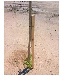 SUINGA Tuteur D'arbre Ø6 Cm X 200cm, Poteaux Bois Ronds Avec Pointes, Palissades, Piquets De Fixation, Piquets -Accessoire de culture Soldes Boutique 51288988 3