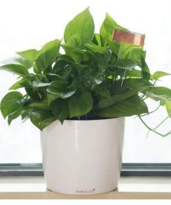 Étiquettes De Jardinage Metal Copper Copper Plant Label Garden Gardening Potted Waterproof Plant Label Macaron 10 Étiquettes De Jardinage Metal Copper Copper Plant Label Garden Gardening Potted Waterproof Plant Label Macaron -Accessoire de culture Soldes Boutique 51374179 4