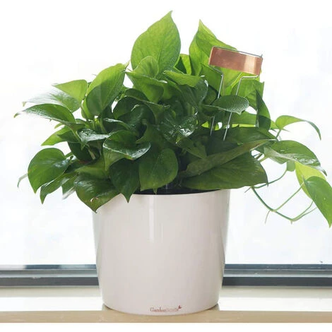 Étiquettes De Jardinage Metal Copper Copper Plant Label Garden Gardening Potted Waterproof Plant Label Macaron 6 Étiquettes De Jardinage Metal Copper Copper Plant Label Garden Gardening Potted Waterproof Plant Label Macaron – Image 4