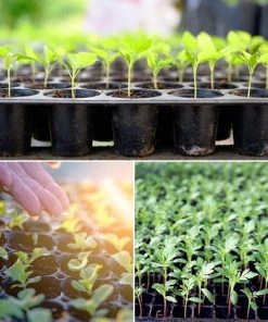 Plaques De Culture De 72 Cellules Bac à Semis Mini Serre Pour Semis Plateau De Germination Pour Emarrage Et Croissance Semence Macaron -Accessoire de culture Soldes Boutique 51376809 4