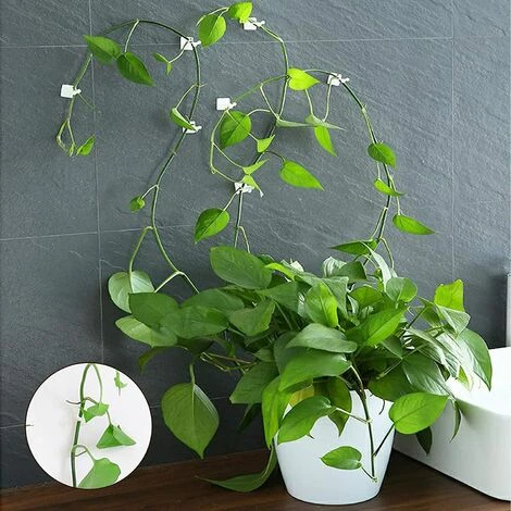 VERSAILLESFR Clips De Support Plante Grimpante 100 Pcs Clips De Vigne Auto-adhésifs Crochet Plante Mur Vigne Invisible Fixateur Mural Support Pour Plantes Blanc Pour Jardin Vignes Organisation Des Fils-PP, Versailles 4 VERSAILLESFR Clips De Support Plante Grimpante 100 Pcs Clips De Vigne Auto-adhésifs Crochet Plante Mur Vigne Invisible Fixateur Mural Support Pour Plantes Blanc Pour Jardin Vignes Organisation Des Fils-PP, Versailles – Image 2