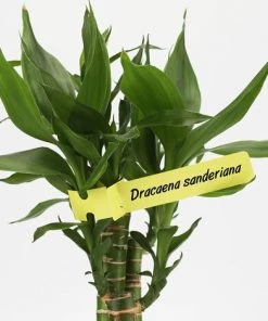 READCLY 200 Pièces 21X2CM étiquette De Jardinage étiquette En Plastique étiquette Suspendue Etiquette Potager, Jaune -Accessoire de culture Soldes Boutique 52506959 3