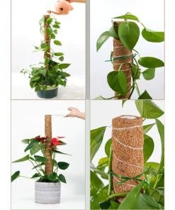 TINOR 2 Pièces Tuteur Plante,Tuteur Coco, Poteau De Coco, Bâton De Coco Pour La Maison Jardin Plante Grimpantes Extension De Support De Plante -Accessoire de culture Soldes Boutique 52546890 5