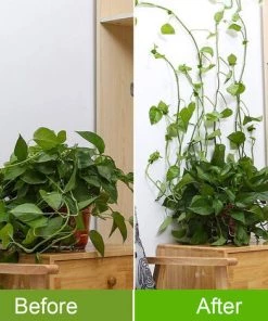 LIFCAUSAL Plantes Vertes Support D'escalade Mural Crochet Auto-adhésif Cirrus Wall Climbing Hook Fixe -Accessoire de culture Soldes Boutique 52728406 4