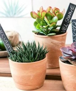 Étiquette Plantes Ardoise Marqueurs Accessoires Serre Tableau Extérieur Jardin Étiquettes Adhésives Durables Plante D'Étiquettes Naturelle Herbes Marqueurs De Plantes Ardoise Réutilisables Avec Craie Triomphe（ 20pièce） -Accessoire de culture Soldes Boutique 53244410 3