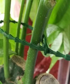 SUPERMARKET 150 Pcs Attache De Plante Liens Réglables De Jardinage, Attache Et Soutien Pour Plantes, Aider à Soutenir Les Plantes Et Arbuste, Attaches De Torsion En Plastique Flexible,23 Cm, Vert，Superma -Accessoire de culture Soldes Boutique 53315071 5