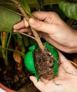 DECKON Boîte D'Enracinement De Plante Balle De Propagation Boîte à Racines De Plantes De Jardin Assistée Par Dispositif De Greffage Contrôleur De Racine De Coupe Et De Racine Botanique, S, Vert (20 Pièces) -Accessoire de culture Soldes Boutique 53921384 4