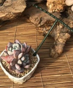 SUPERMARKET Lot De 6 Tuteurs En Métal Pour Plantes De Jardin - Vert - Anneau De Support Demi-rond Pour Plantes En Pot - Pour Petites Plantes En Pot - Schlumbergera, Cliva, Plantes Succulentes, Superma, Vert Foncé -Accessoire de culture Soldes Boutique 53993266 5