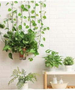 Clips De Fixation De Mur Plante, Plantes De Jardin Cravates Soutien Aux Clips, Au Fixateur D'escalade, Aux Vignes Auto-adhésives De Fixation De Clips Pour Le Travail De Jardinage, 10 Pcs, Vert,Starlight -Accessoire de culture Soldes Boutique 54053143 5