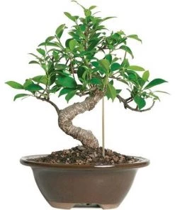 Kartokner 50PCS Tuteurs Pour Plantes, Supports Pour Plantes En Bois L Tiges Pour Plantes Outils De Jardinage Pour Small Bonsai -Accessoire de culture Soldes Boutique 54074056 3