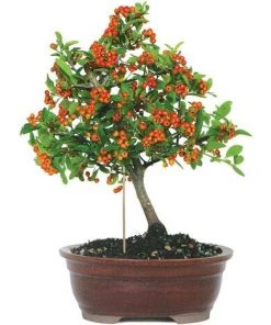 Kartokner 50PCS Tuteurs Pour Plantes, Supports Pour Plantes En Bois L Tiges Pour Plantes Outils De Jardinage Pour Small Bonsai -Accessoire de culture Soldes Boutique 54074056 4