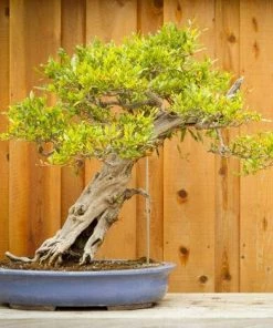 Kartokner 50PCS Tuteurs Pour Plantes, Supports Pour Plantes En Bois L Tiges Pour Plantes Outils De Jardinage Pour Small Bonsai -Accessoire de culture Soldes Boutique 54074056 5