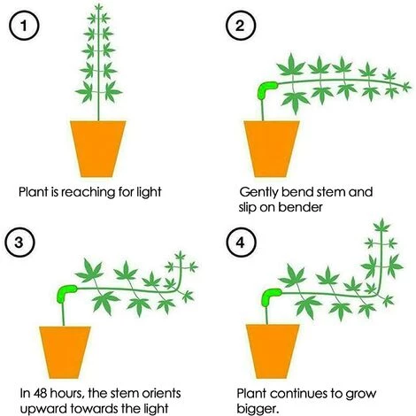 MODOU Cintreuse De Plantes 90 Degrés, 5/10/20/30 Pièces Branches D'entraînement à Faible Stress Pour Cintreuses, Pinces à Plier, Pinces à Brindilles Formateur De Plantes De Tomate (30,Vert) 4 MODOU Cintreuse De Plantes 90 Degrés, 5/10/20/30 Pièces Branches D'entraînement à Faible Stress Pour Cintreuses, Pinces à Plier, Pinces à Brindilles Formateur De Plantes De Tomate (30,Vert) – Image 2