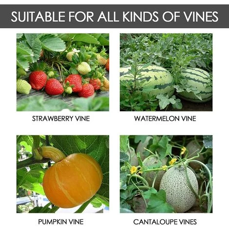 MODOU Cintreuse De Plantes 90 Degrés, 5/10/20/30 Pièces Branches D'entraînement à Faible Stress Pour Cintreuses, Pinces à Plier, Pinces à Brindilles Formateur De Plantes De Tomate (30,Vert) 6 MODOU Cintreuse De Plantes 90 Degrés, 5/10/20/30 Pièces Branches D'entraînement à Faible Stress Pour Cintreuses, Pinces à Plier, Pinces à Brindilles Formateur De Plantes De Tomate (30,Vert) – Image 4