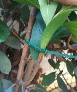 ILOVEMILAN 100 Pcs Accroche-Tuteurs Pour Tomates Arbres Tuteurs De Plantes Attache Et Soutien Réglable Pour Plantes Serre-câble Lien En Plastique Pour Jardinage Bricolage 11 ILOVEMILAN 100 Pcs Accroche-Tuteurs Pour Tomates Arbres Tuteurs De Plantes Attache Et Soutien Réglable Pour Plantes Serre-câble Lien En Plastique Pour Jardinage Bricolage -Accessoire de culture Soldes Boutique 54412716 5