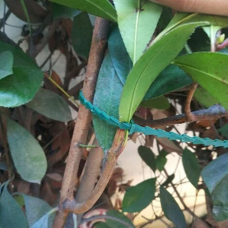 ILOVEMILAN 100 Pcs Accroche-Tuteurs Pour Tomates Arbres Tuteurs De Plantes Attache Et Soutien Réglable Pour Plantes Serre-câble Lien En Plastique Pour Jardinage Bricolage 7 ILOVEMILAN 100 Pcs Accroche-Tuteurs Pour Tomates Arbres Tuteurs De Plantes Attache Et Soutien Réglable Pour Plantes Serre-câble Lien En Plastique Pour Jardinage Bricolage – Image 5