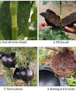 Boule Propagation 6 Pièces Boîte Enracinement Plantes Dispositif Racine Plante Boule Croissance Boîte Dispositif Enracinement Plantes Pour La Multiplication Des Plantes Greffage Formation De Racines，Starlight -Accessoire de culture Soldes Boutique 54459955 3