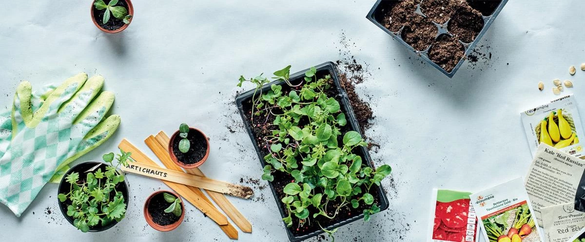 Accessoire de culture Soldes Boutique 1 Accessoire de culture Soldes Boutique -Accessoire de culture Soldes Boutique 54564