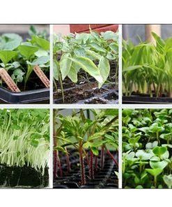 PETITES ECREVISSES Lot De 5 Mini Serre Pour Semis Bac à Semis De 24 Trous Avec Couvercle Pour Semis Et Germination 11 PETITES ECREVISSES Lot De 5 Mini Serre Pour Semis Bac à Semis De 24 Trous Avec Couvercle Pour Semis Et Germination -Accessoire de culture Soldes Boutique 55495836 5